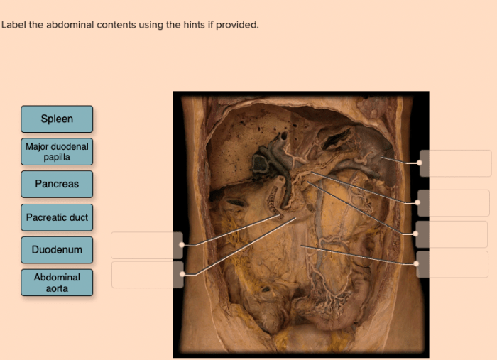 Label the abdominal contents using the hints if provided.