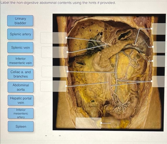 Label the abdominal contents using the hints if provided.