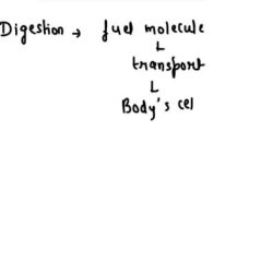 Bioflix activity cellular respiration food as fuel