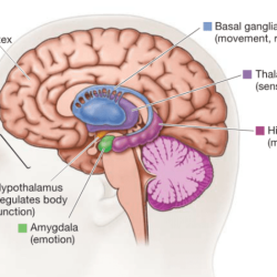 Brain parts involved in the fight-or-flight response crossword